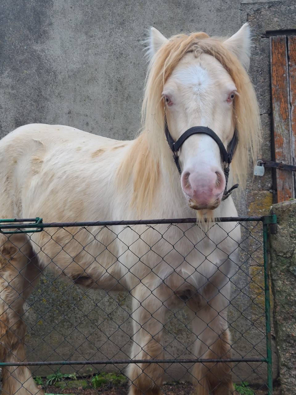 saillie IRISH COB PP perlino