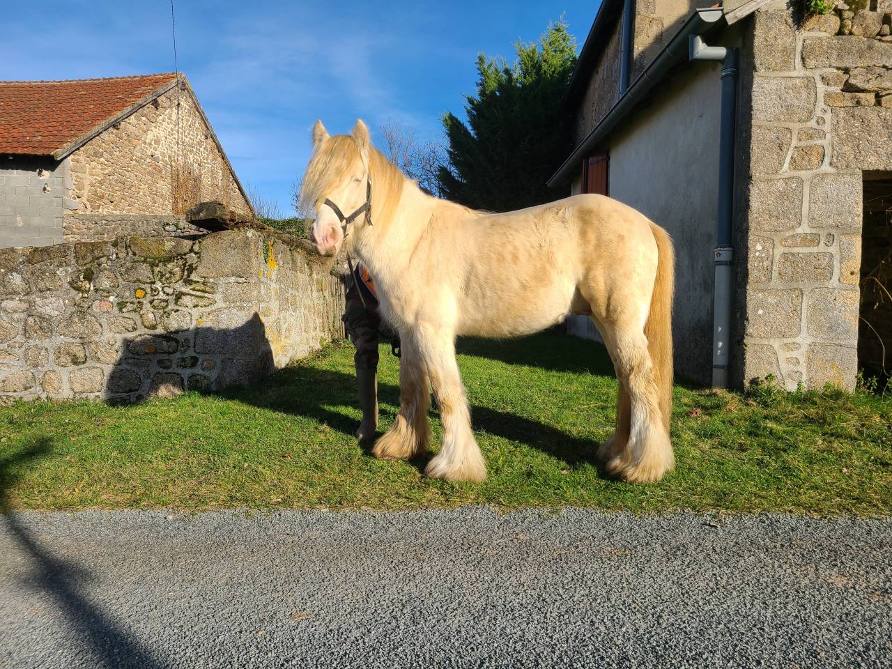 saillie IRISH COB PP perlino