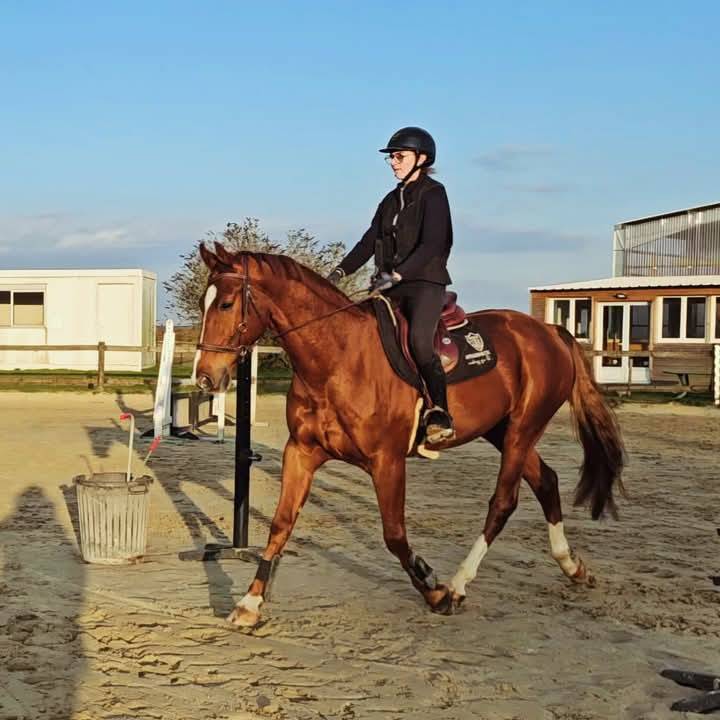 Cheval de sport 