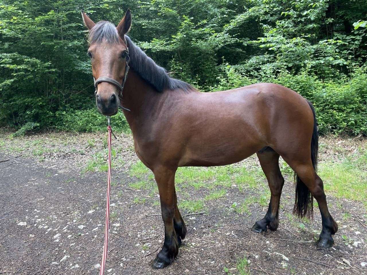 Hongre connemara de 5 ans 