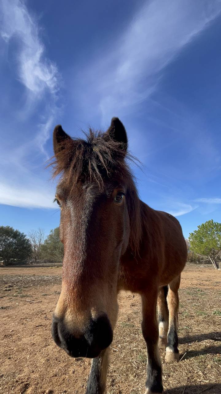 Poney à confier ( Haribo )