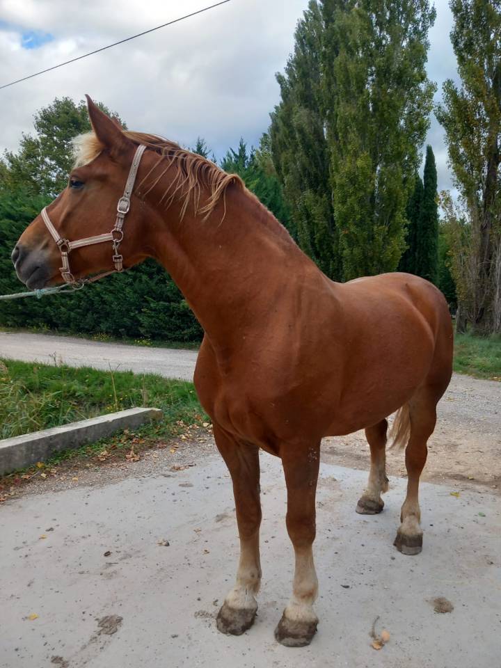 Jument COB PP attelée et montée 