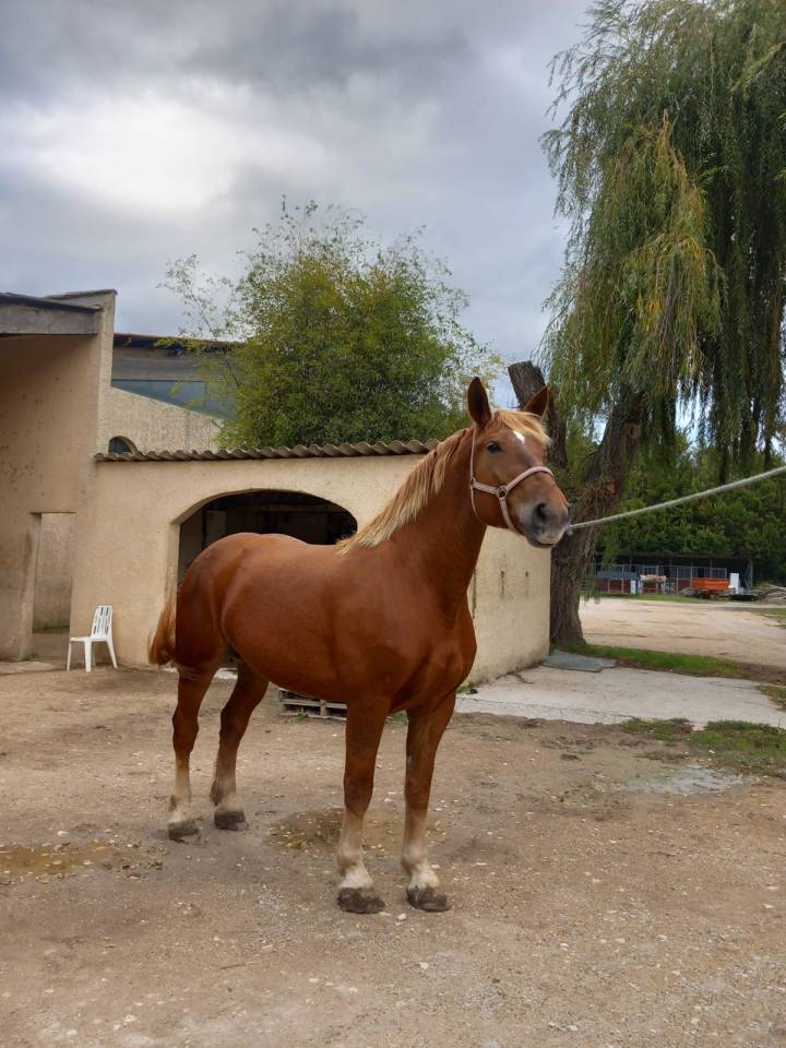 Jument COB PP attelée et montée 