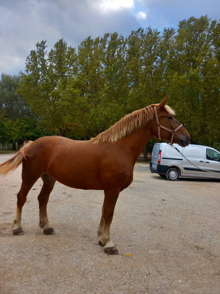 Jument COB PP attelée et montée 