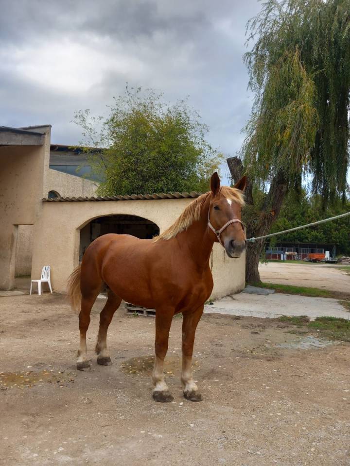 Jument COB PP attelée et montée 