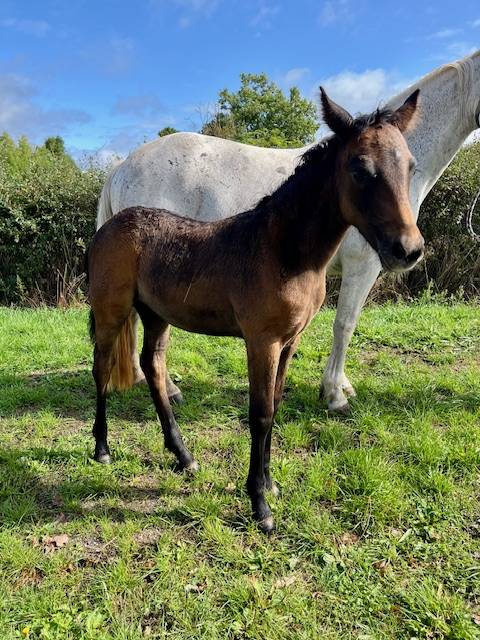 PONEY CONNEMARA POULINIERE 