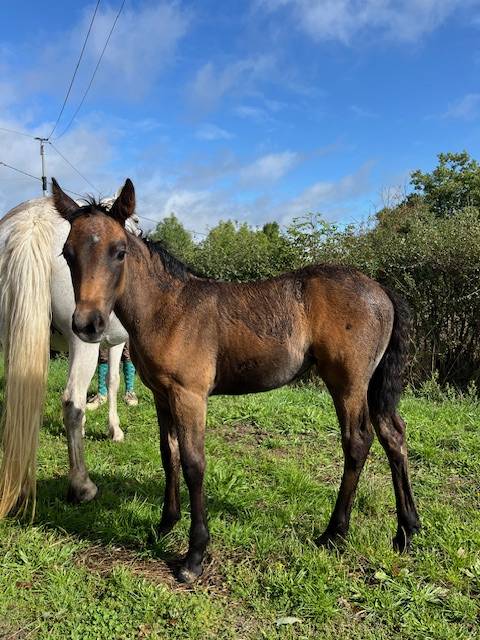 PONEY CONNEMARA POULINIERE 