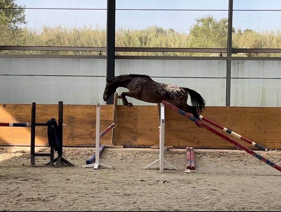 Pouliche sport capé/leopard