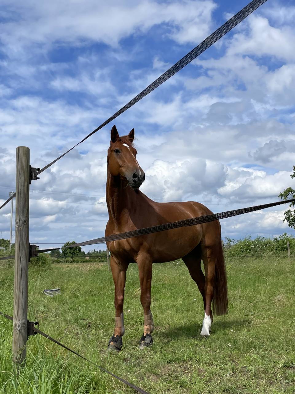 Cheval à vendre  hongre de 9ans par Un de Plus du Clocher 