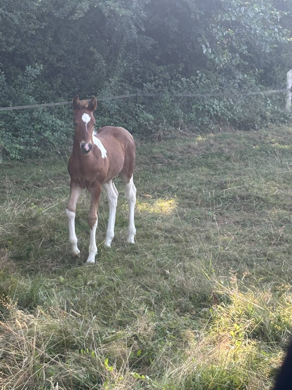 Poulain OC