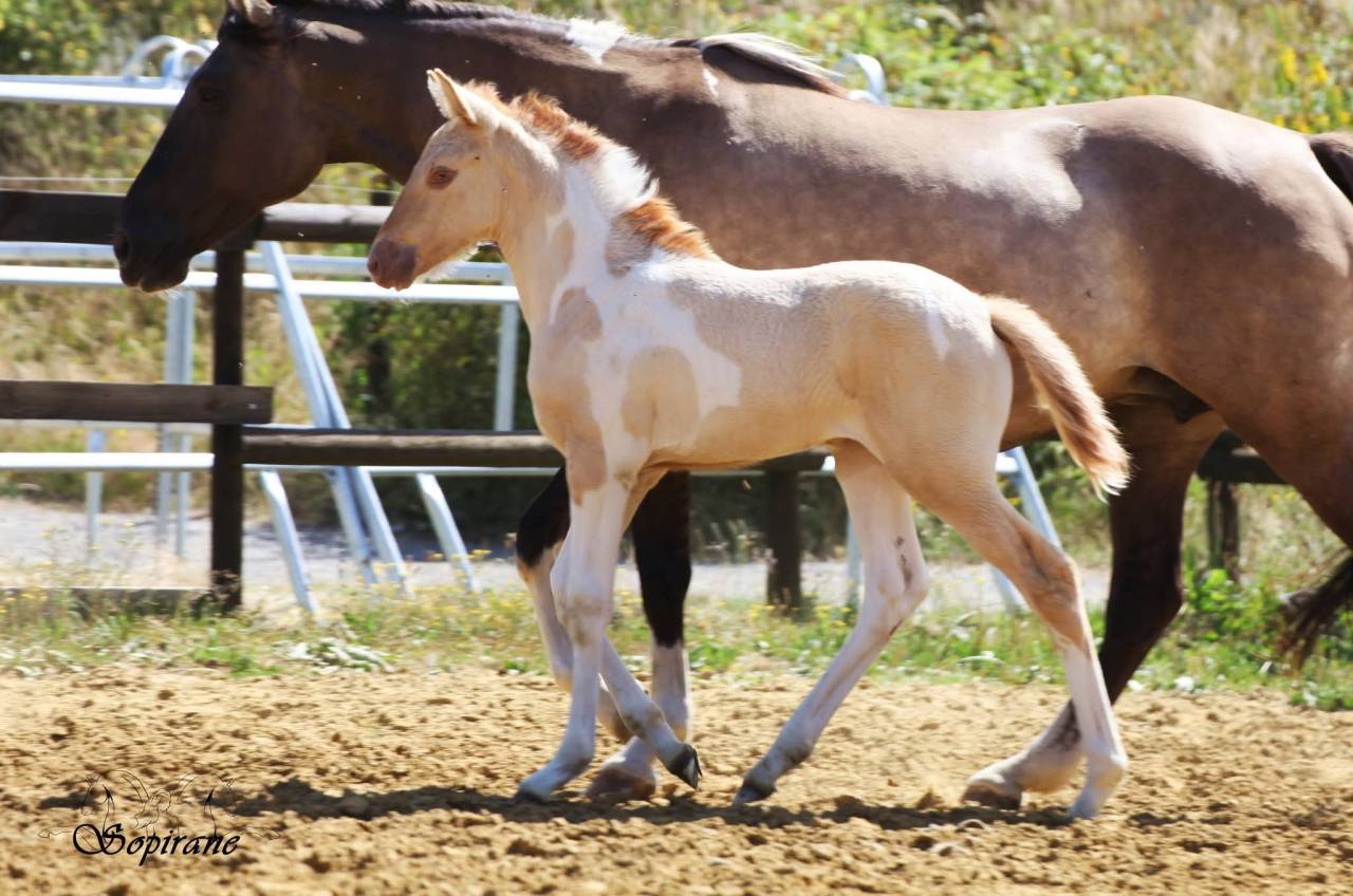 Pouliche Champagne Dun Tobiano
