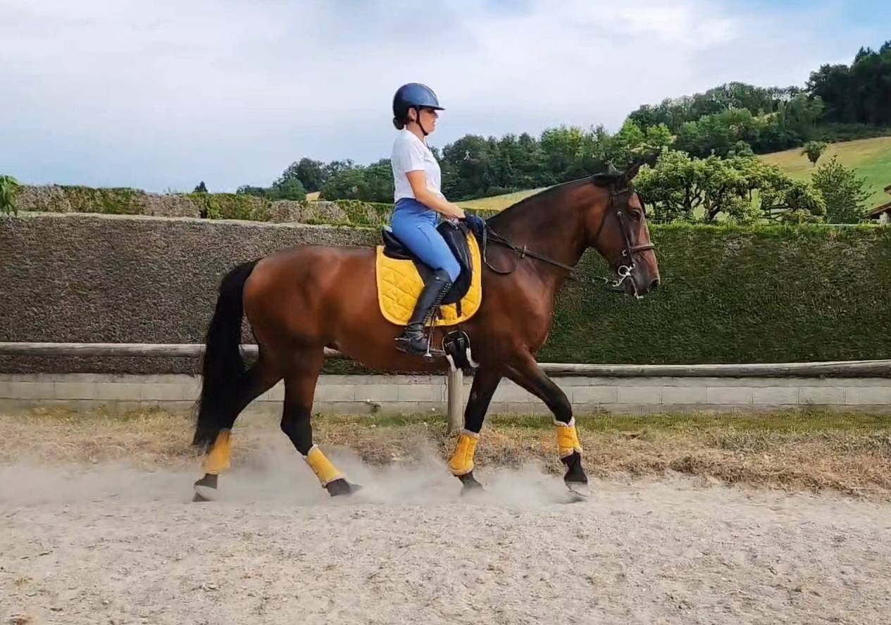 Joya TD - Jument PRE - 6 ans