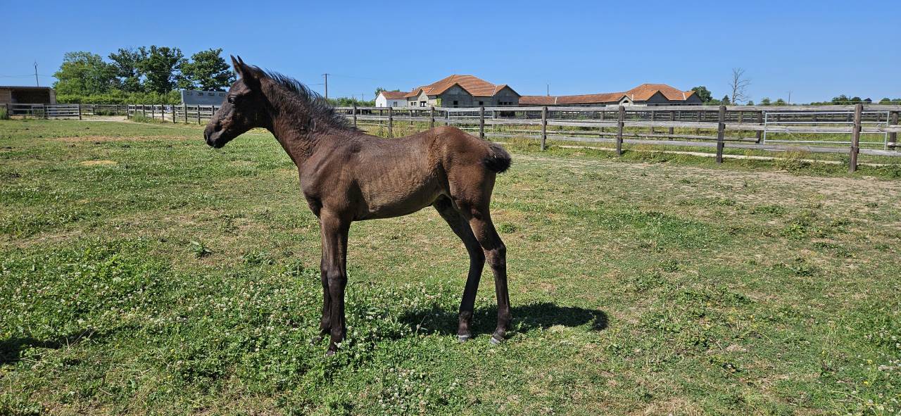 Magnifique poulain par Furstenball 