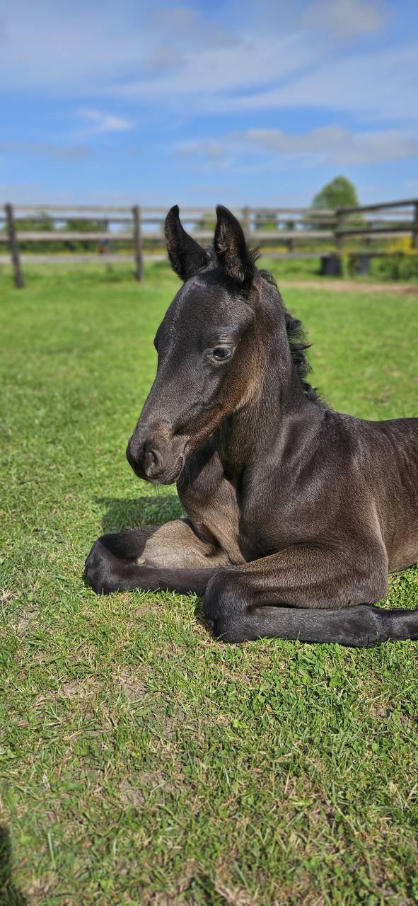 Magnifique poulain par Furstenball 