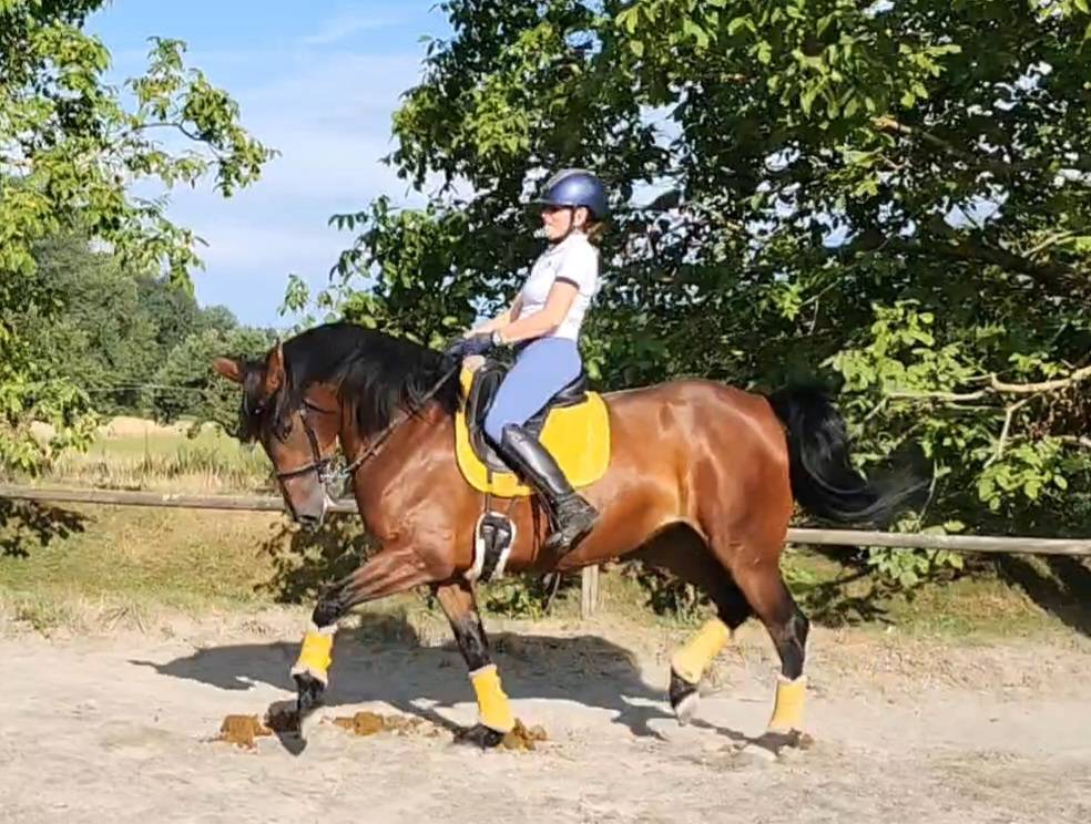 Kyria TD - Jument PRE - 5 ans