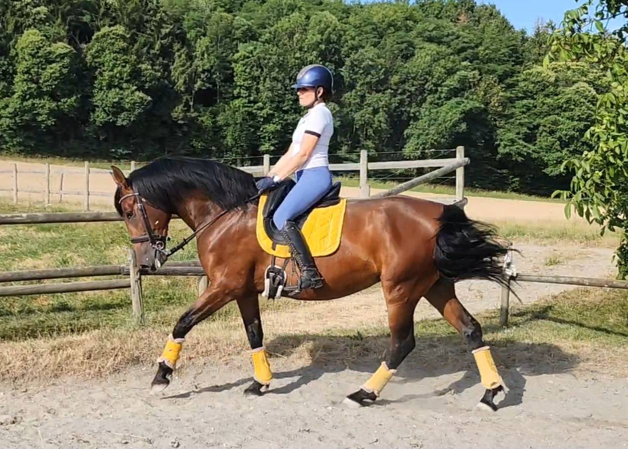 Kyria TD - Jument PRE - 5 ans