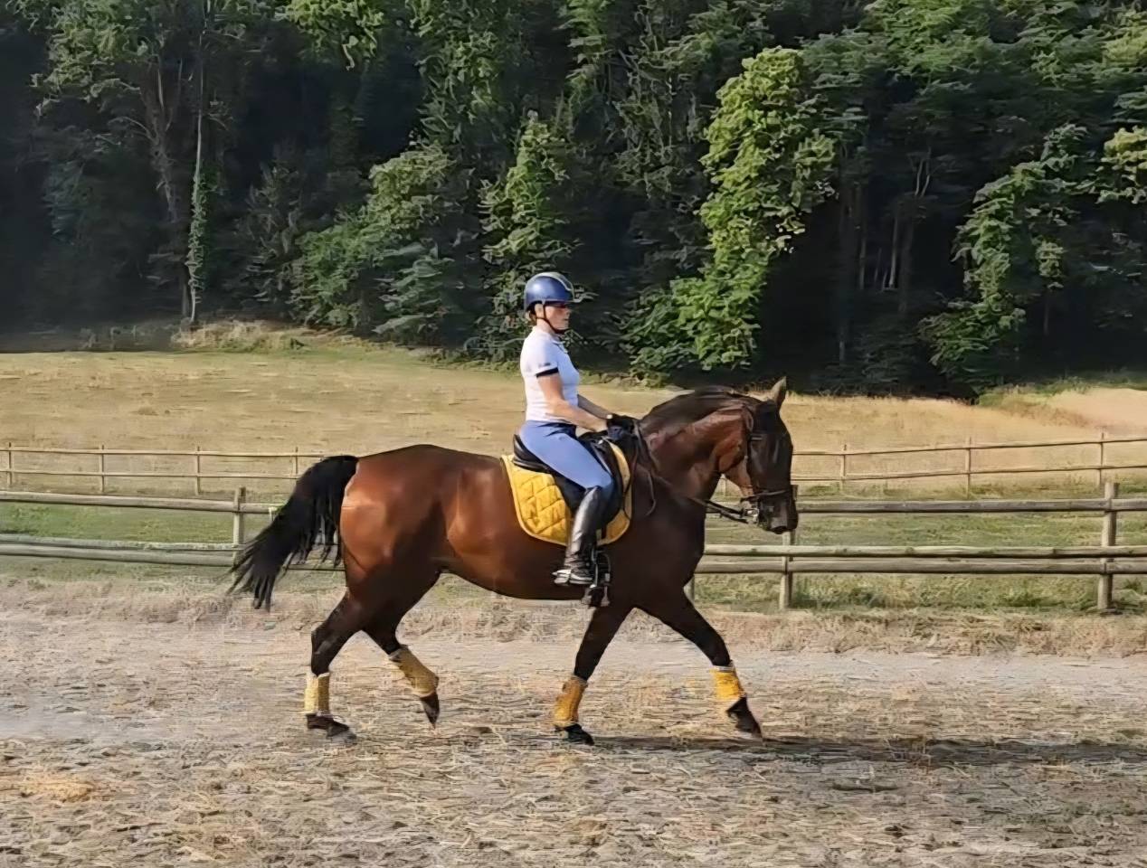 Kyria TD - Jument PRE - 5 ans