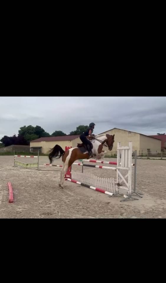 Cheval de 7 ans 