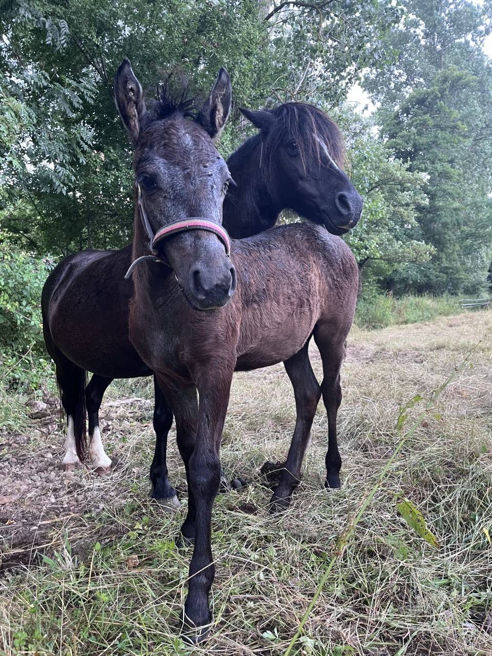 Pouliche OC Welsh Part Bred