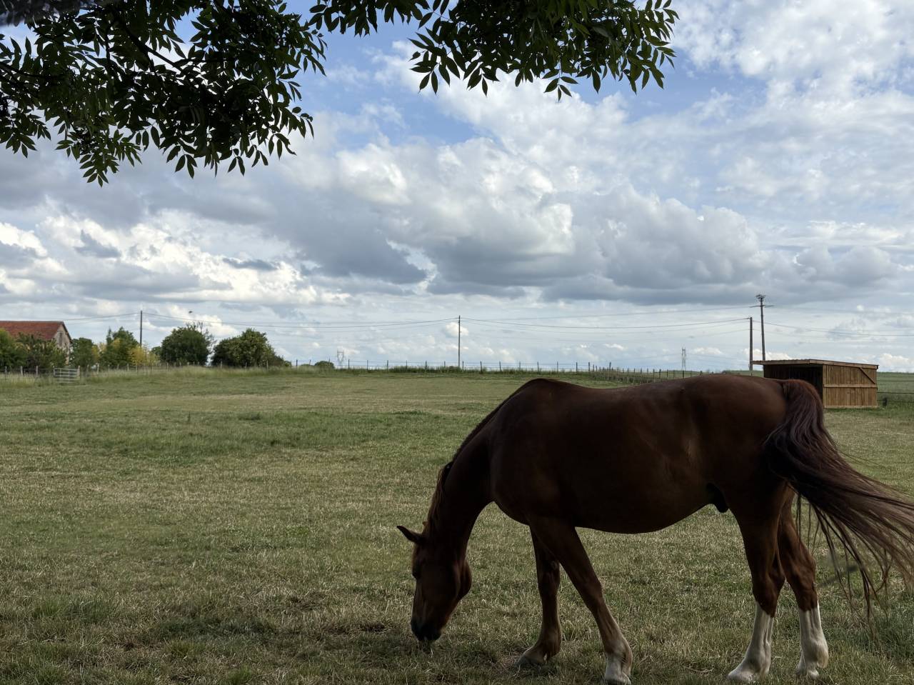 Pension chevaux bien &ecirc;tre  / enseignement 