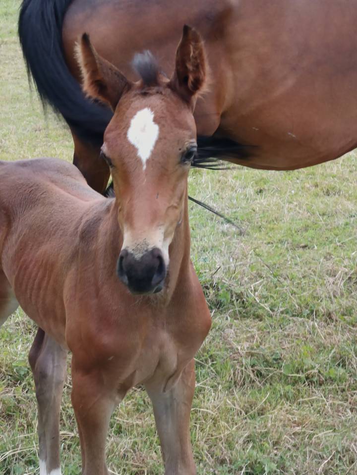 Jolie pouliche dans le sang selle francais