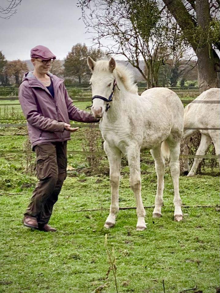 Poulain lusitanien perlino
