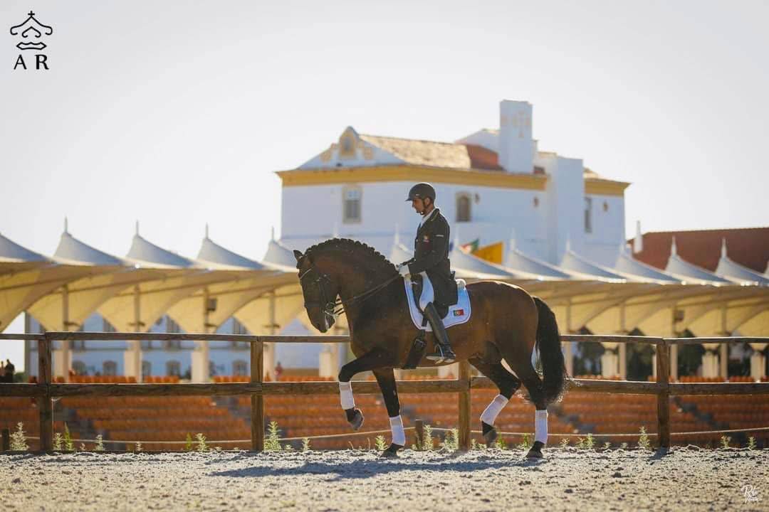 Poulain lusitanien perlino