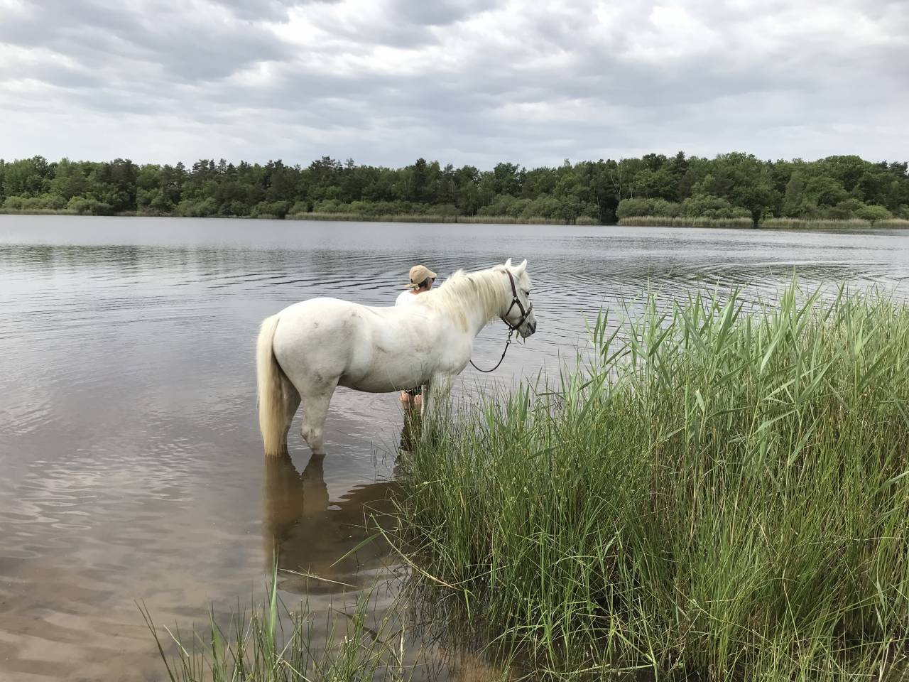 Cheval pour Demi pension Loiret 