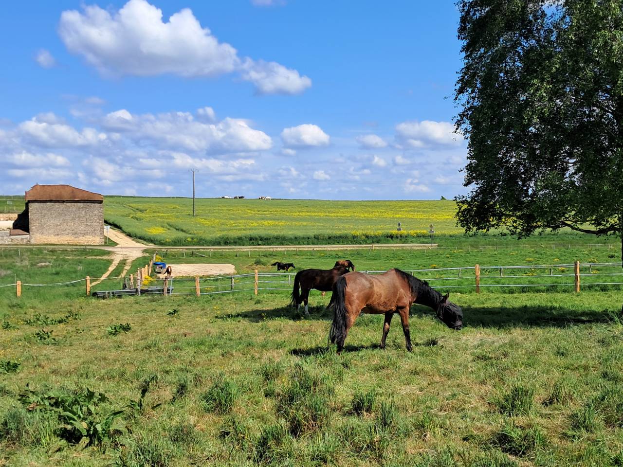 Pension cheva - Ferme du Pre Seigneur 52110 Morancourt 