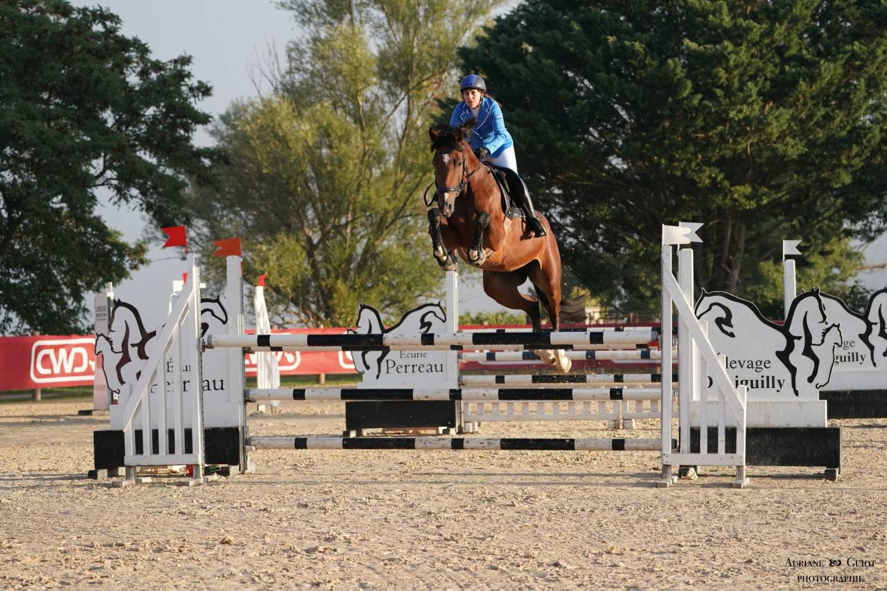 Magnifique jument KWPN de 7 ans