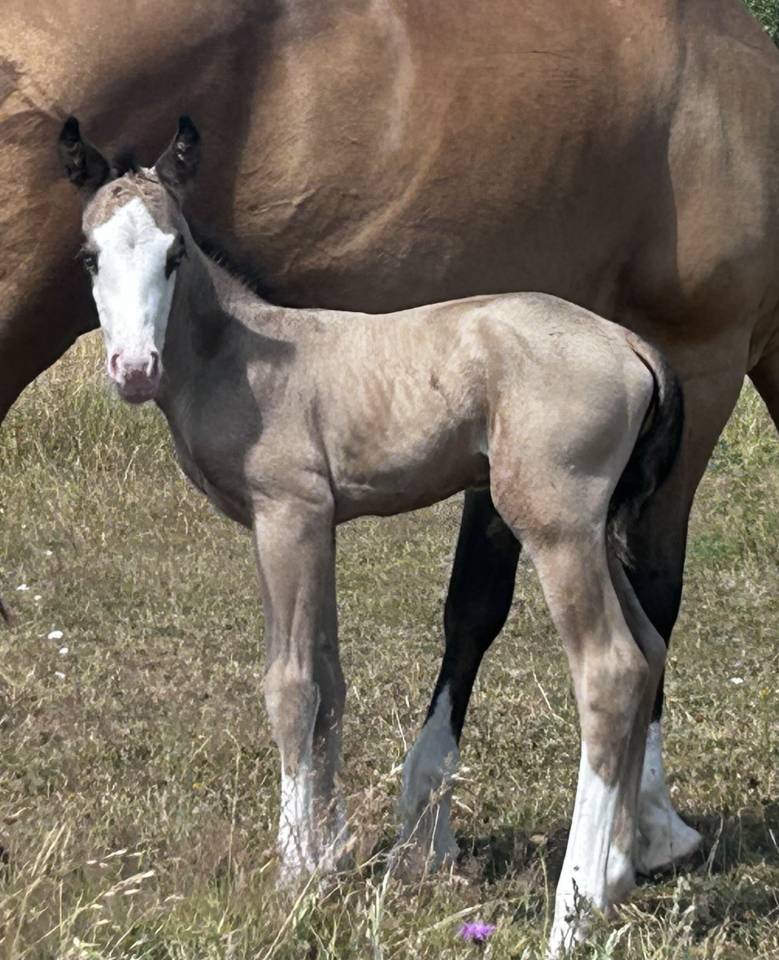 POULAIN AQHA BUCKSKIN YEUX BLEUS