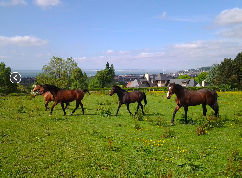 Pensions Chevaux Poney