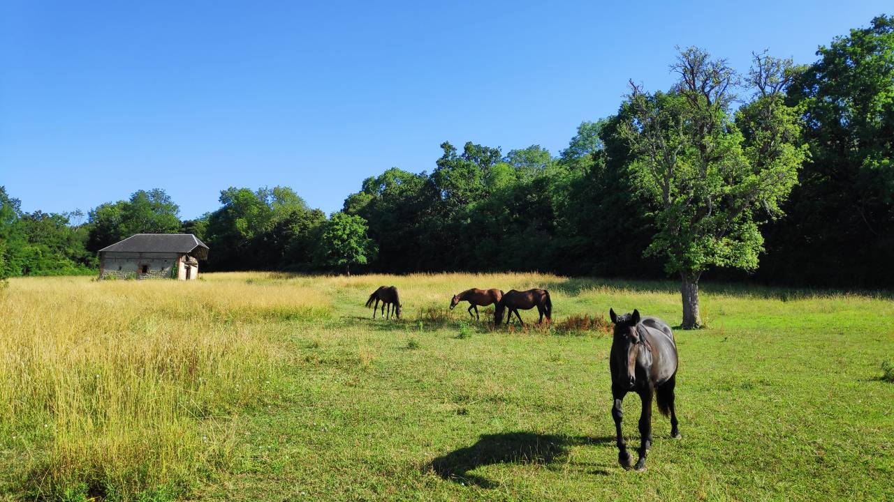 Pensions Chevaux Poney