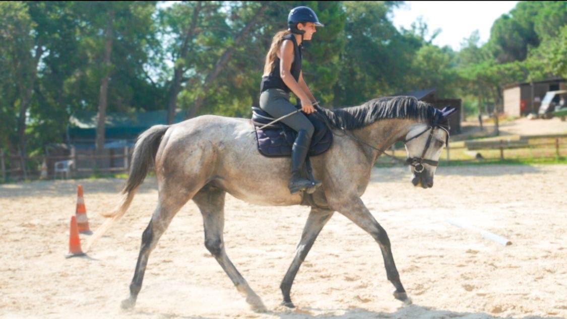 Cheval à vendre