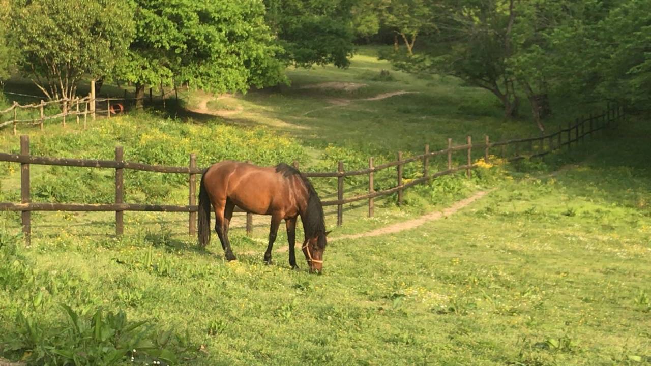 Très belle Pouliniere PRE 12 ans pleine de Bamboleo SBA
