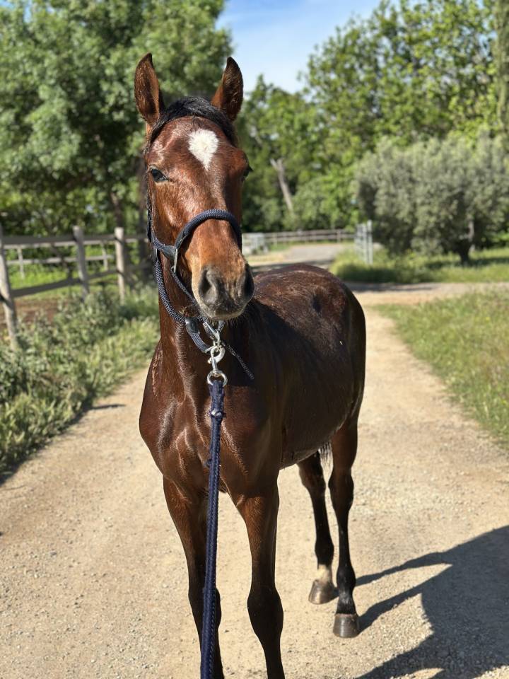 Poulain à vendre