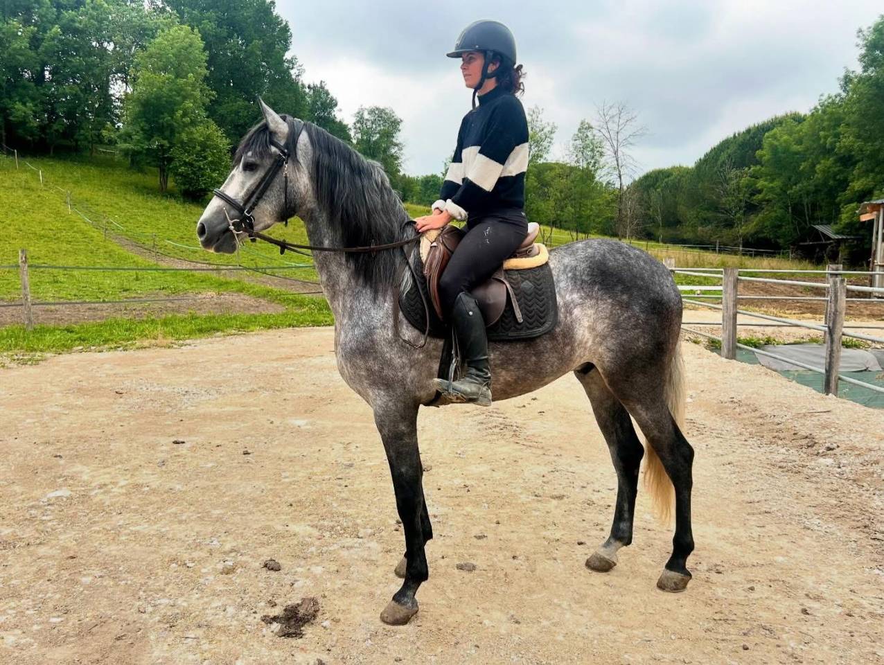 Cheval PRE 