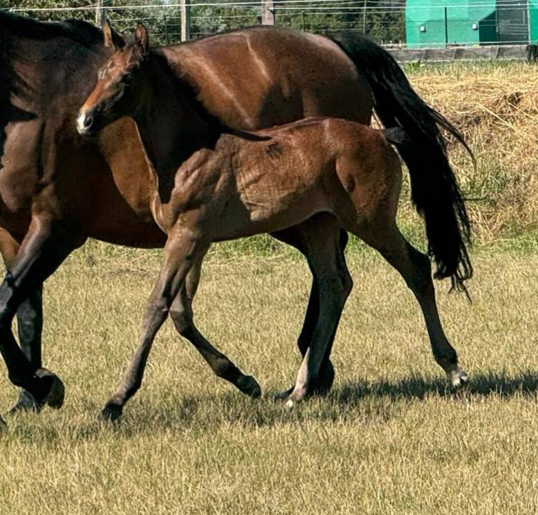 Zirocco blue x taloubet z