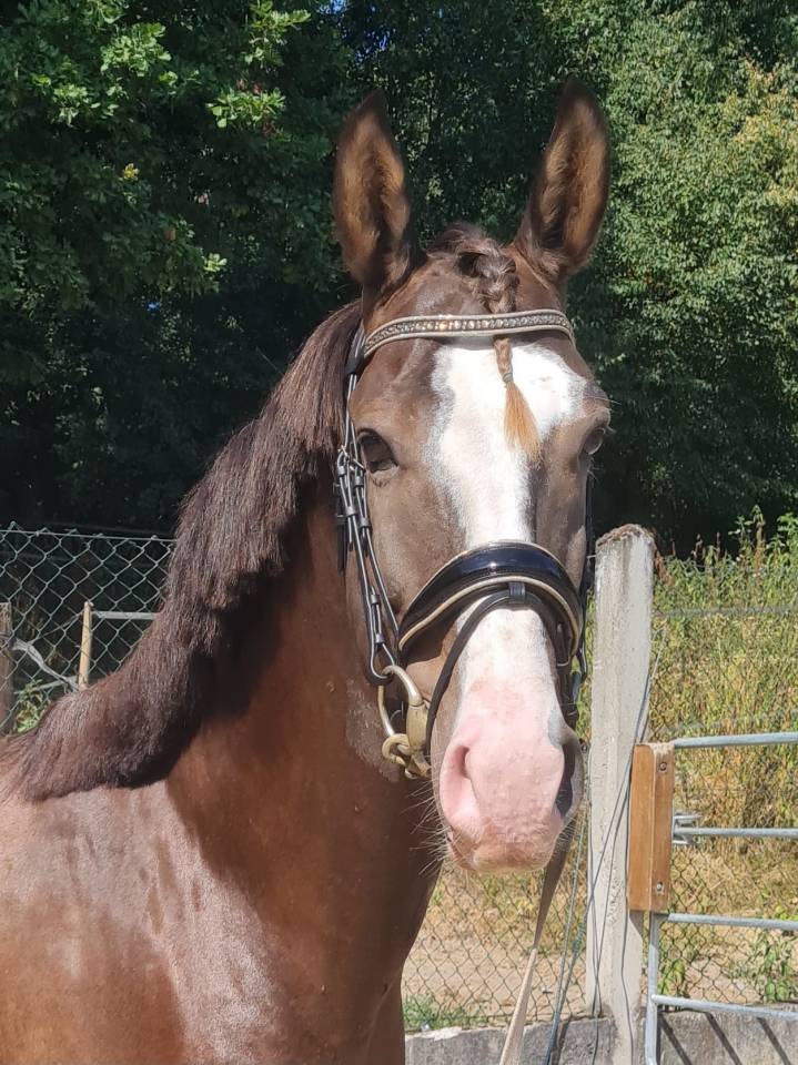 Hongre AES Anglo-European Studbook 5 ans (KWPN x PSL)