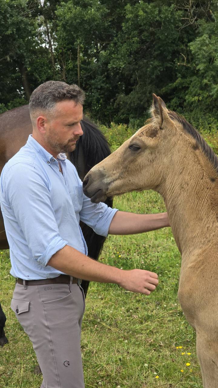 Foal Z isabelle