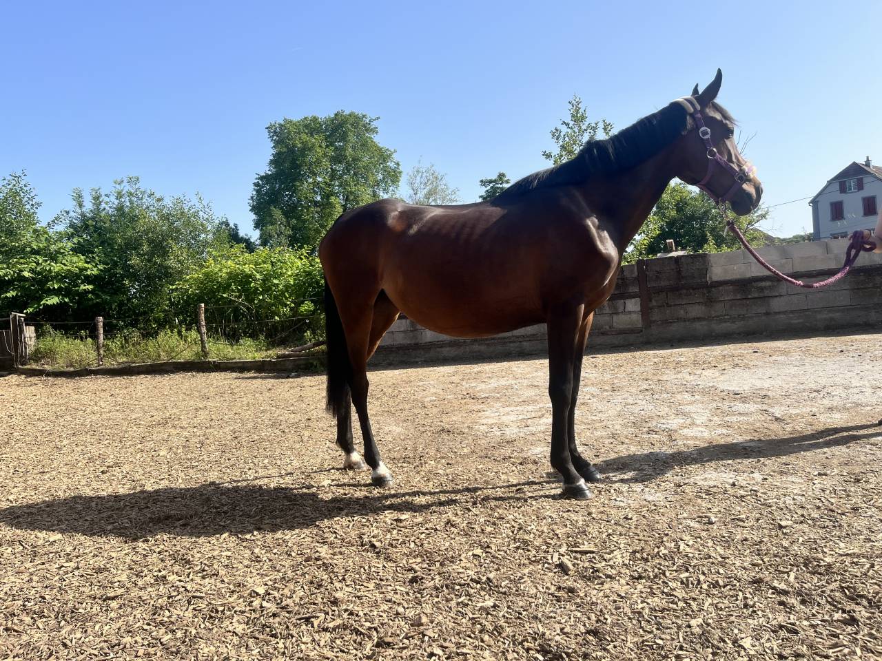 Ponette onc 