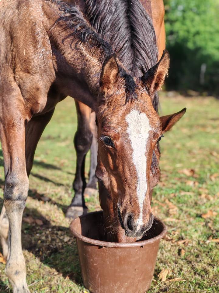 Pouliche selle français Conte Bellini x Canturo