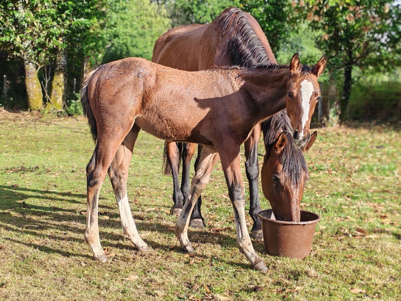 Pouliche selle français Conte Bellini x Canturo