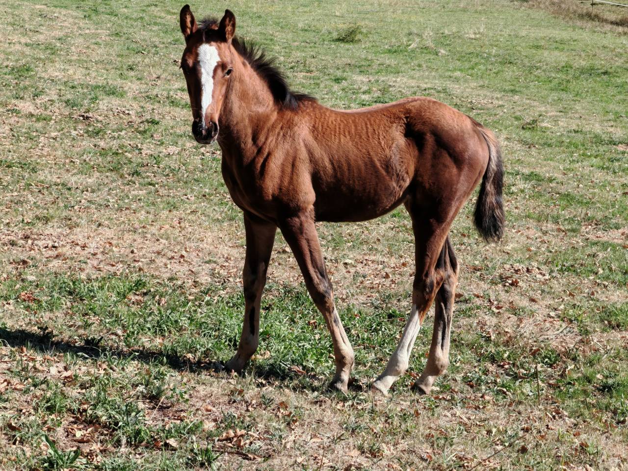 Pouliche selle français Conte Bellini x Canturo
