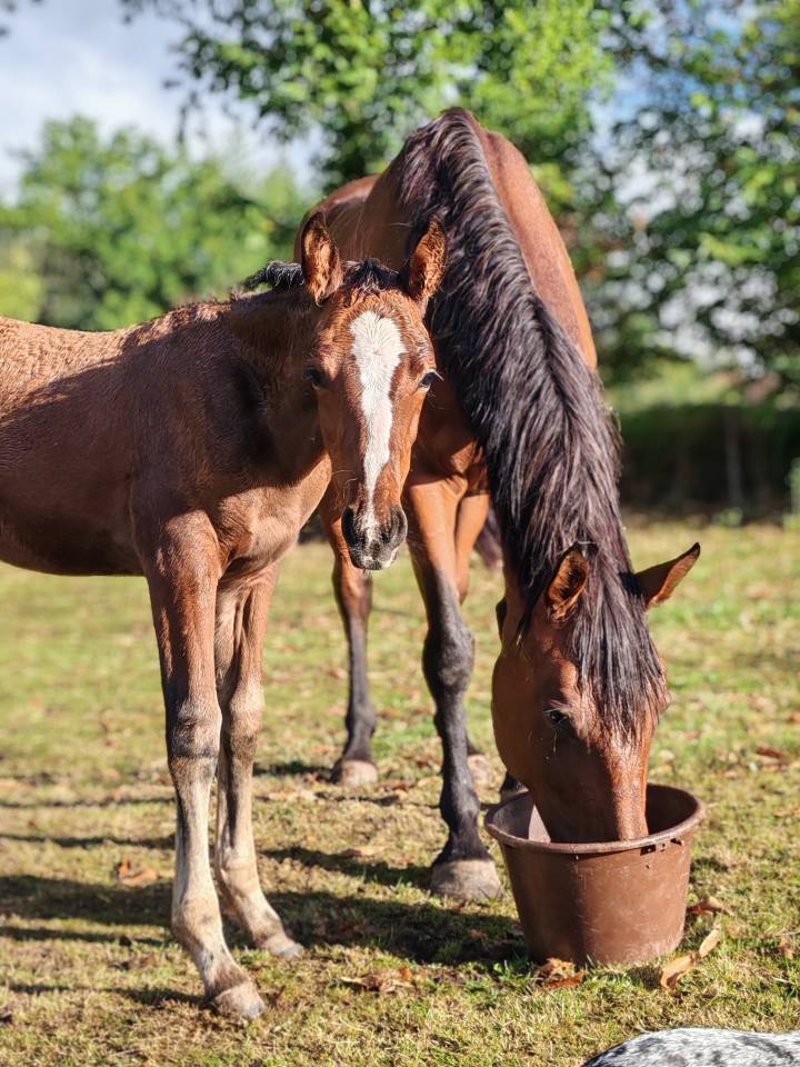 Pouliche selle français Conte Bellini x Canturo