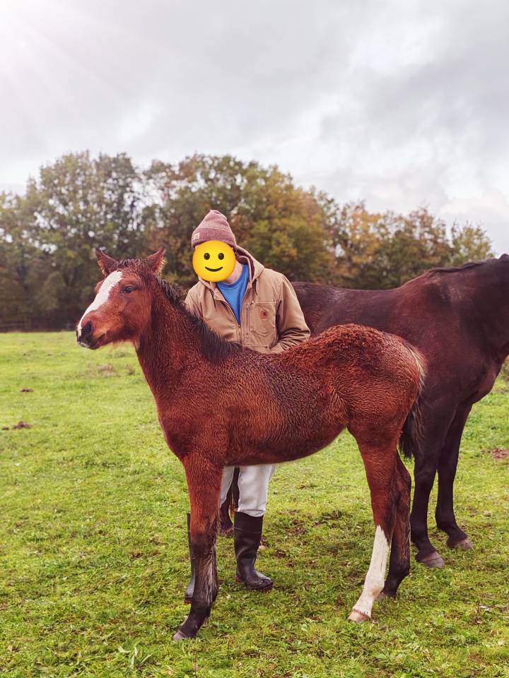 Pouliche selle français Conte Bellini x Canturo