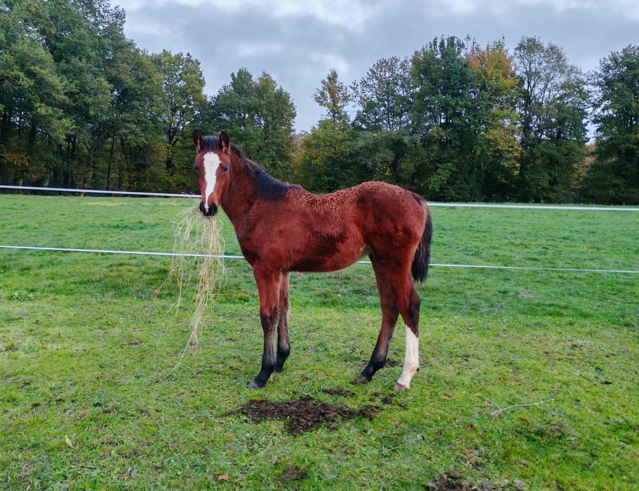 Pouliche selle français Conte Bellini x Canturo