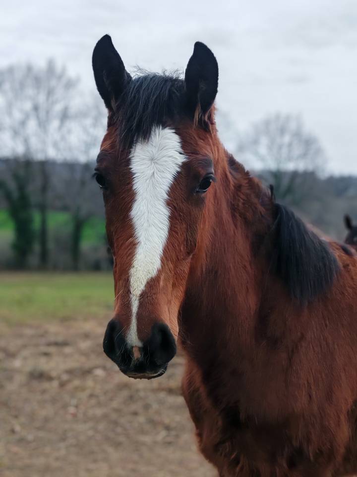 Pouliche selle fran&ccedil;ais Conte Bellini x Canturo