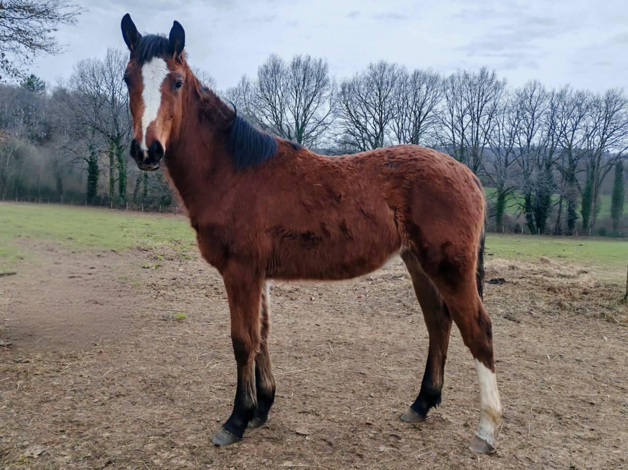 Pouliche selle fran&ccedil;ais Conte Bellini x Canturo
