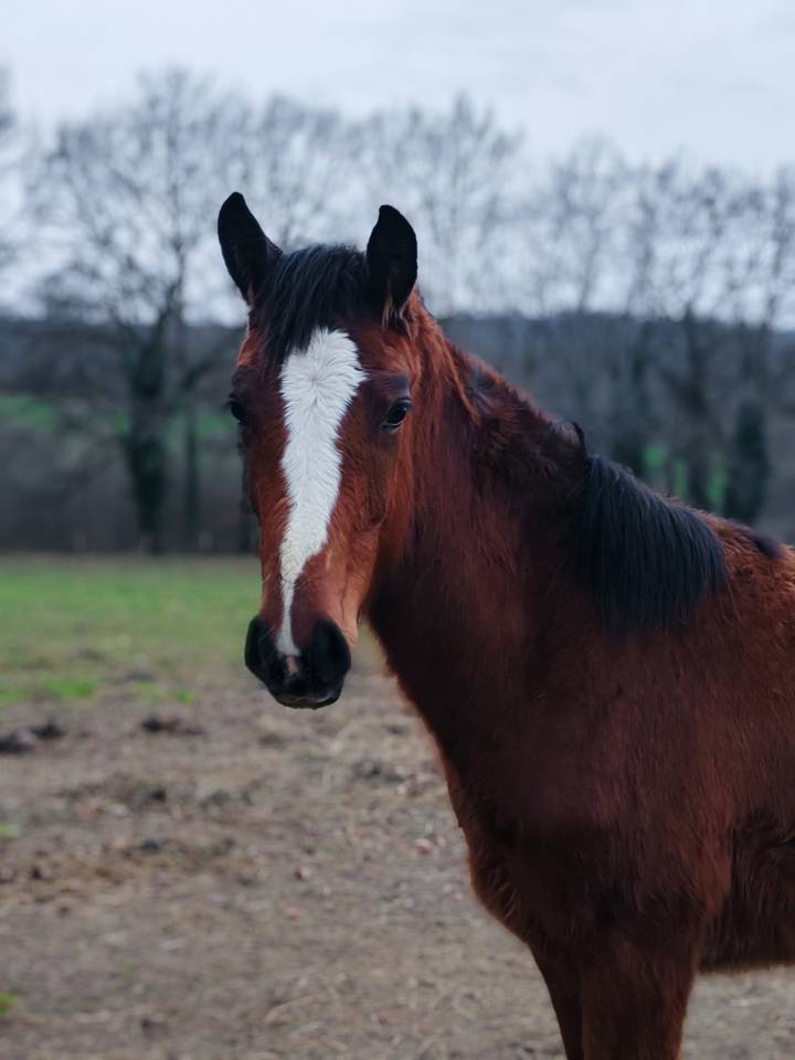Pouliche selle fran&ccedil;ais Conte Bellini x Canturo